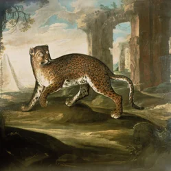 Ein Jaguar
